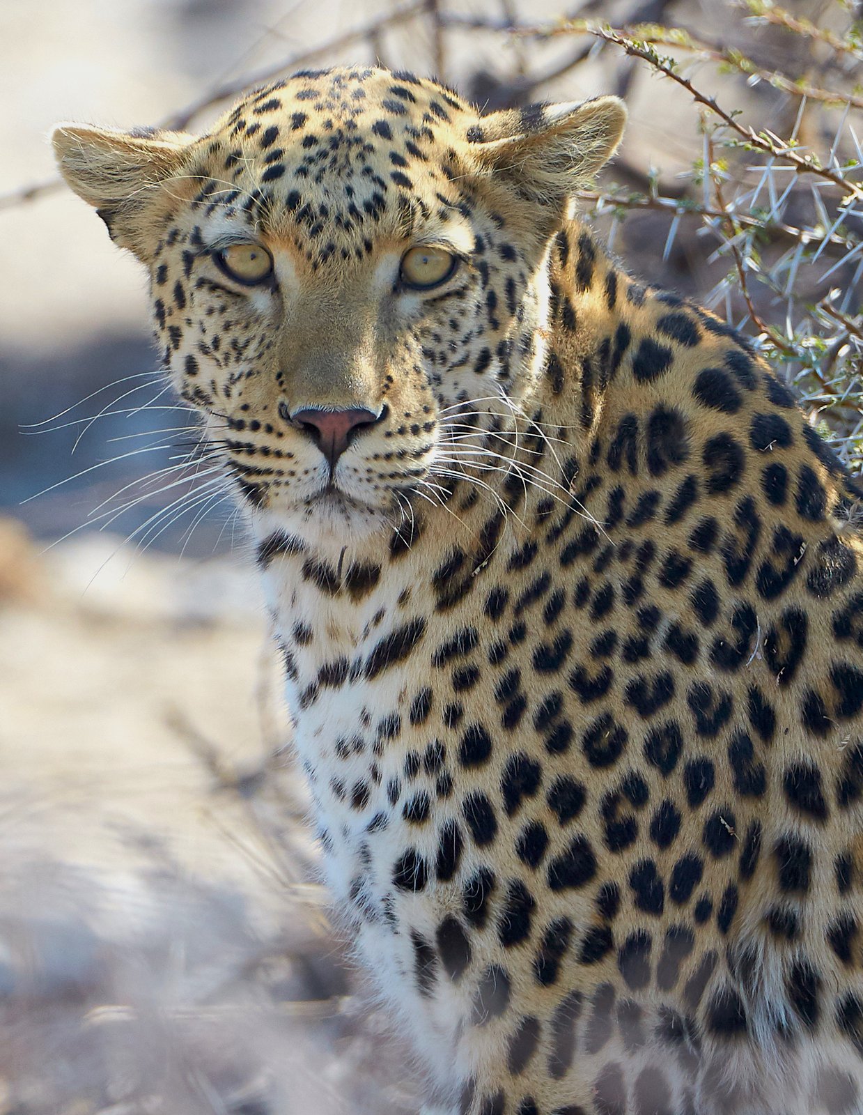 African Leopard (Panthera pardus pardus) awaking from a nap near the near Okevi waterhole in Etosha National Park (Namibia). | Etosha National Park in Namibia