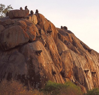 Tanzania (Serengeti National Park) Baboons on the kopjes | Serengeti National Park in Tanzania