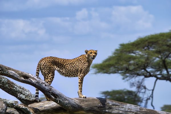 Cheetah - Serengeti National Park, Tanzania | Serengeti National Park in Tanzania