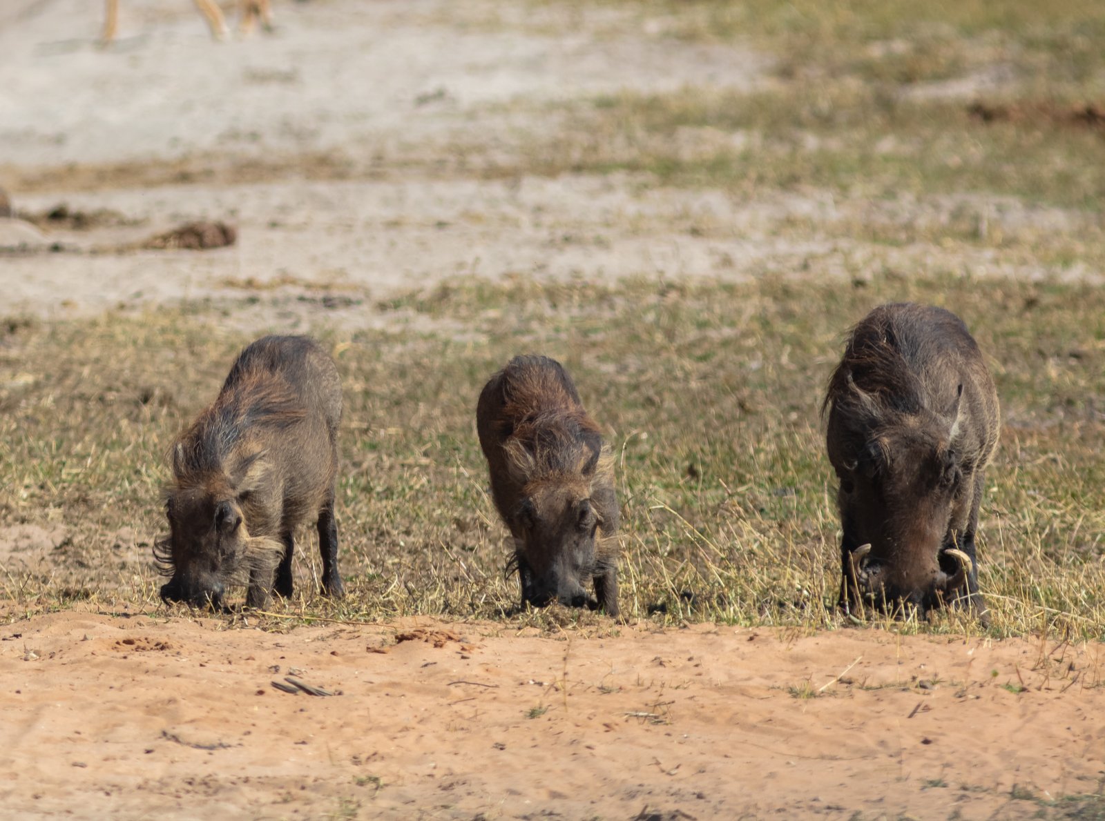 Common warthogs (Phacochoerus africanus), Chobe National Park, Botsuana | Chobe National Park in Botswana