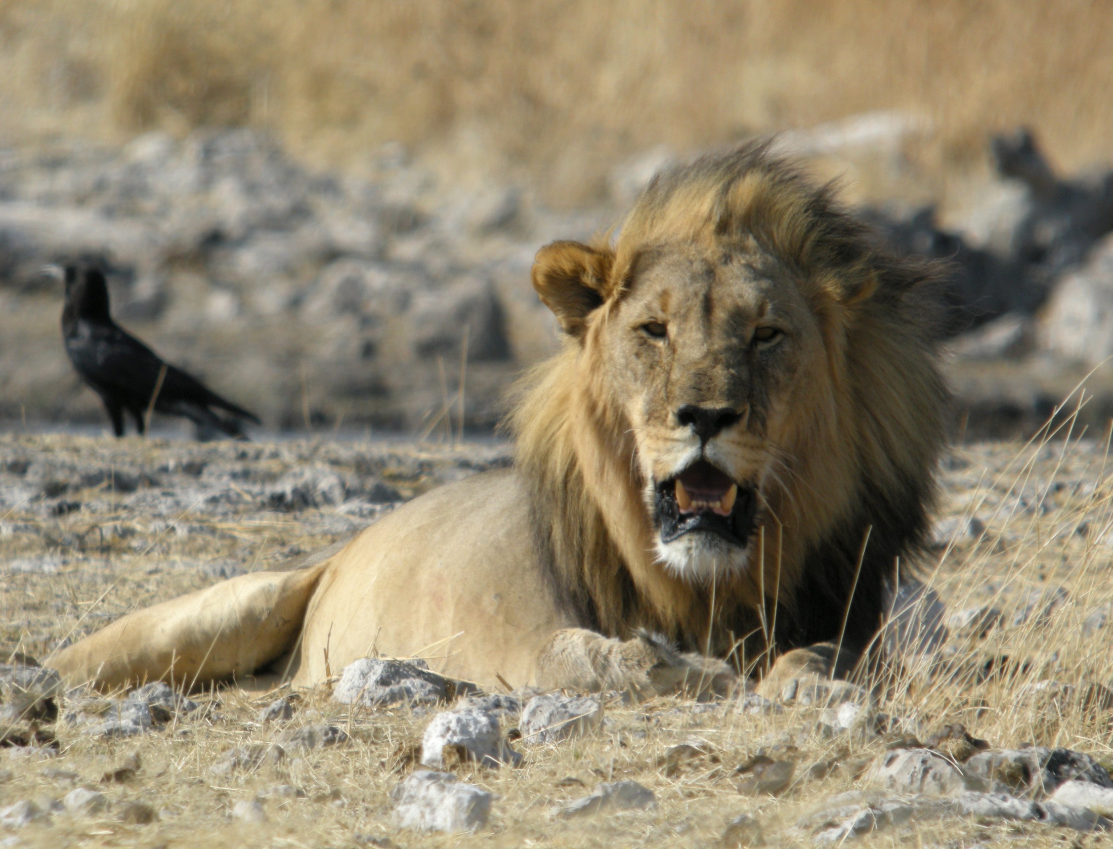 Lion, Etosha National Park, Namibia | Etosha National Park in Namibia