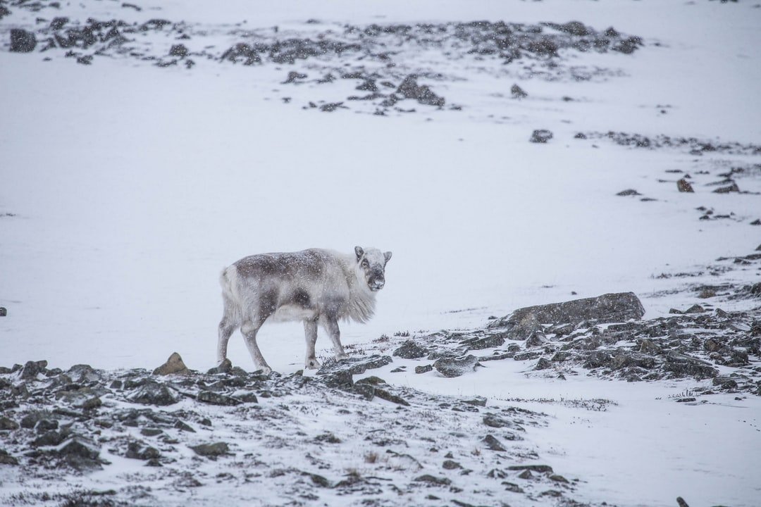 Reindeer in Longyearbyen | Longyearbyen in Norway