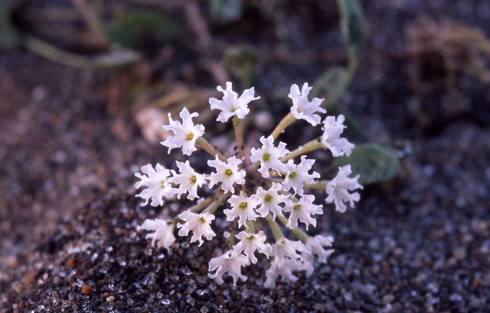Yellowstone sand verbena (Abronia ammophila) at Yellowstone National Park | Yellowstone National Park in United States