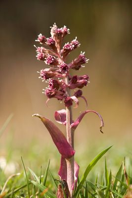Common Butterbur (Petasites hybridus) is a herbaceous perennial plant in the family Asteraceae, native to Europe and northern Asia | Plitvice Lakes National Park in Croatia