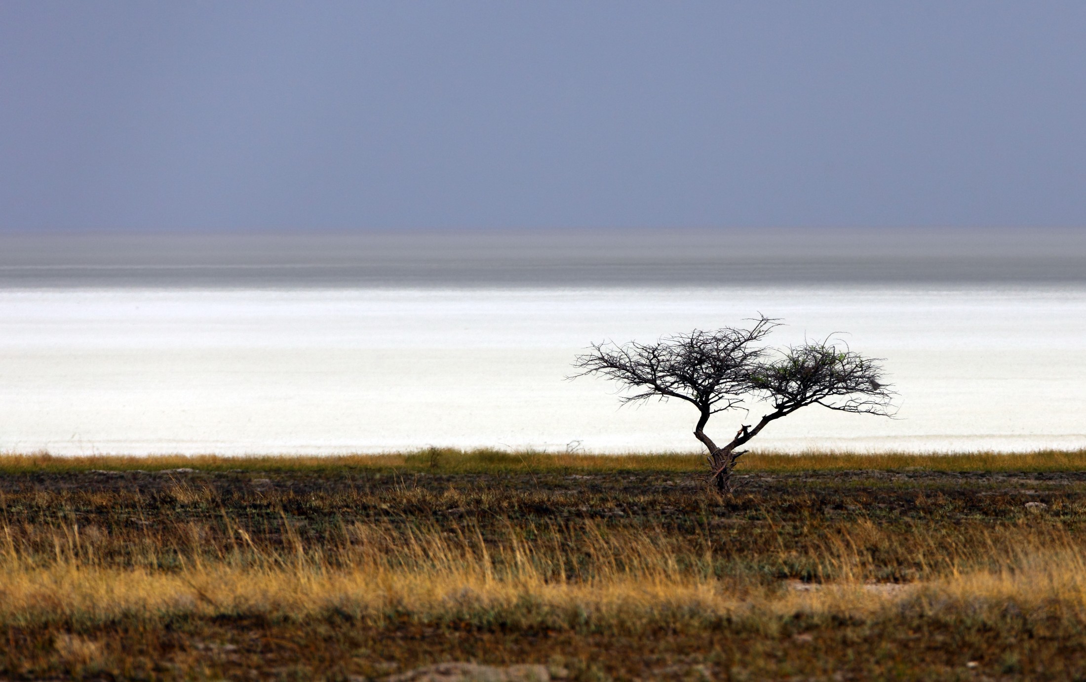 A picture (sight) of dry, hot and salt-encrusted Etosha pan over the parched savannah in Namibia. The air in the background is hot, very shimmering and dusty. The tree is an acacia tortilis. | Etosha National Park in Namibia