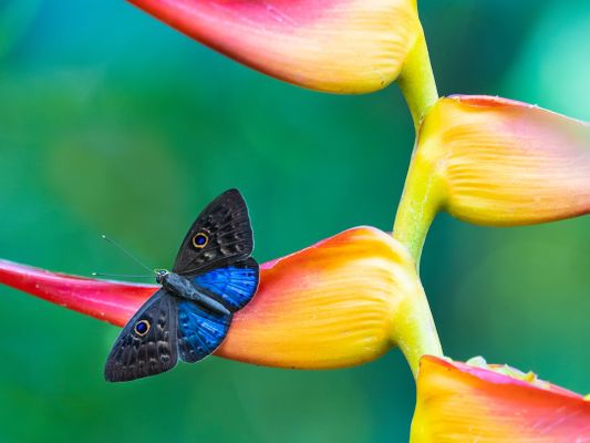 A naturalist guide on a tour of Manuel Antonio national park in Costa Rica spotted this Blue-winged Eurybia butterfly resting on a Heliconia plant. | Manuel Antonio National Park in Costa Rica