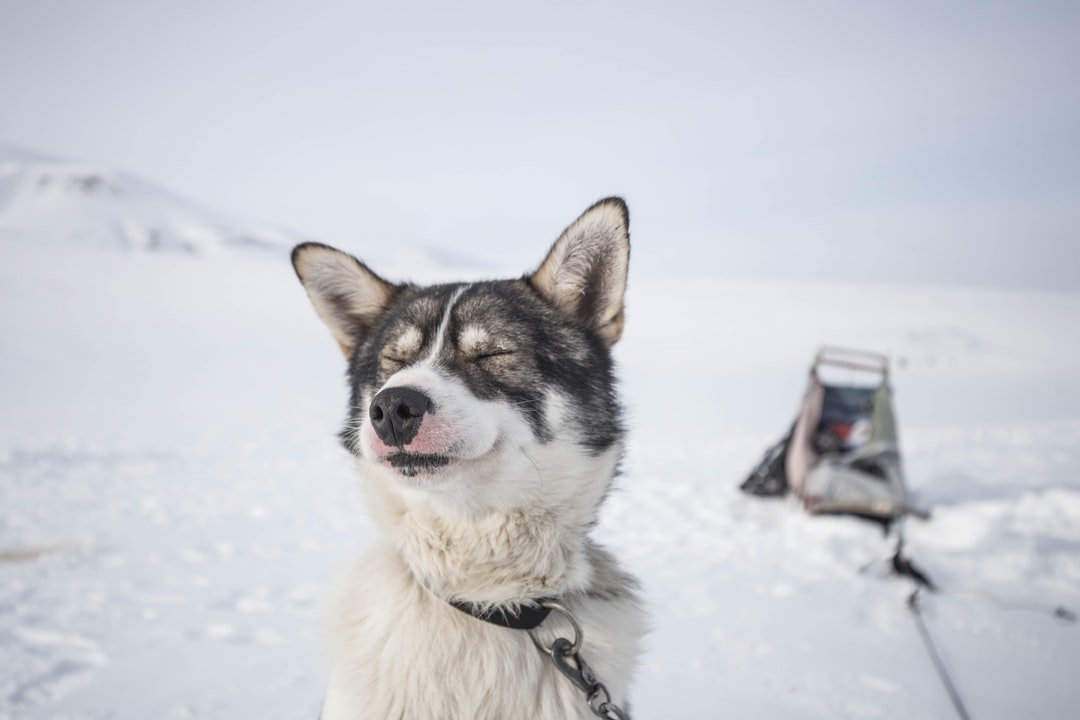 Namiq is an goofy Alaskan Husky who spends his time in the Arctic Circle, on the island of Spitsbergen. | Longyearbyen in Norway