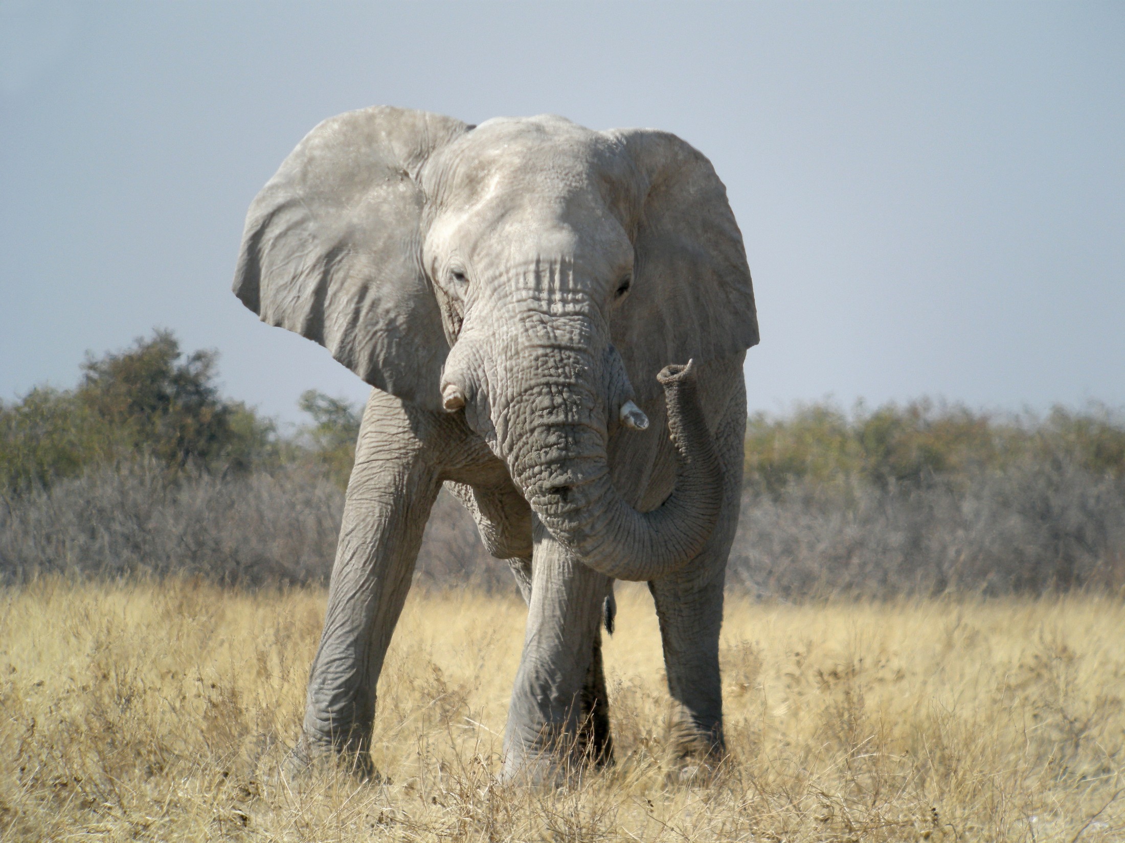 Elephant, Etosha National Park, Namibia | Etosha National Park in Namibia