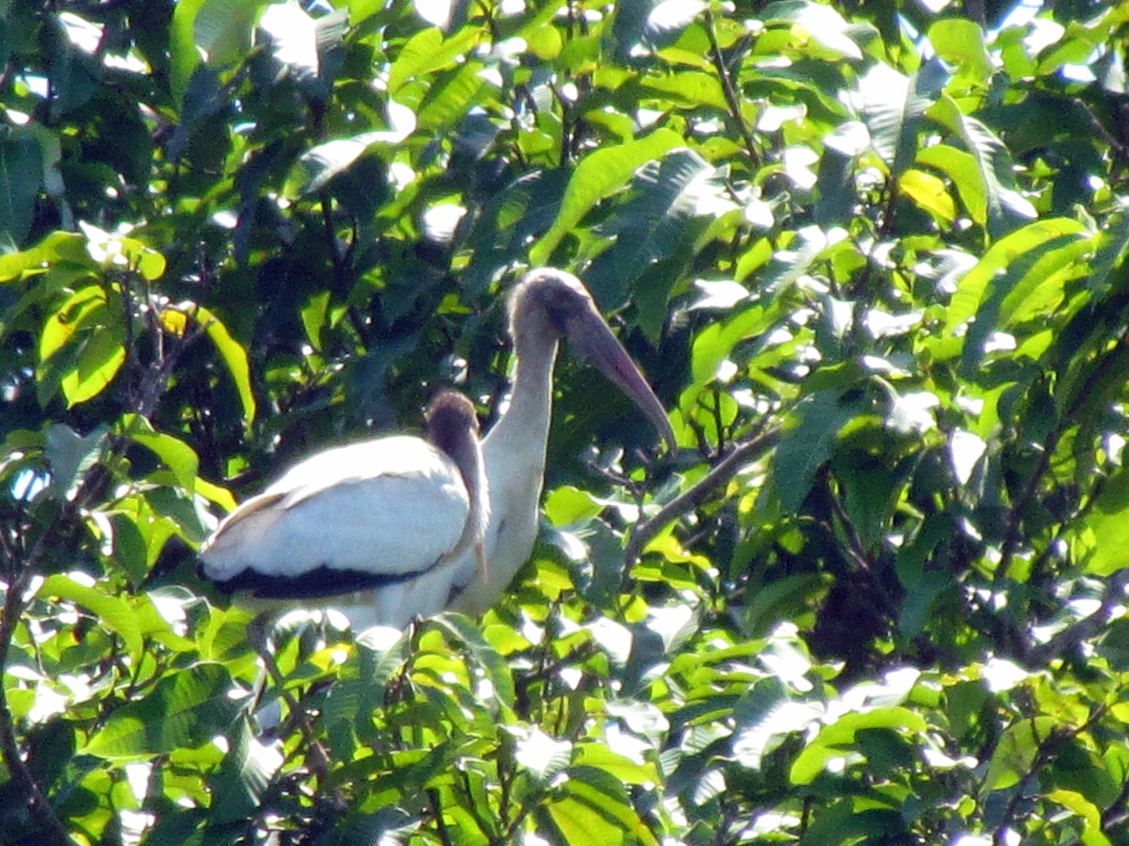 Manuel Antonio National Park - Parque Nacional Manuel Antonio - Costa Rica | Manuel Antonio National Park in Costa Rica