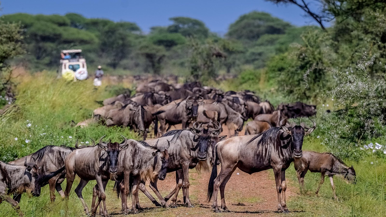 wildebeest, highway, serengeti, western corridor, africa, gnu | Serengeti National Park in Tanzania