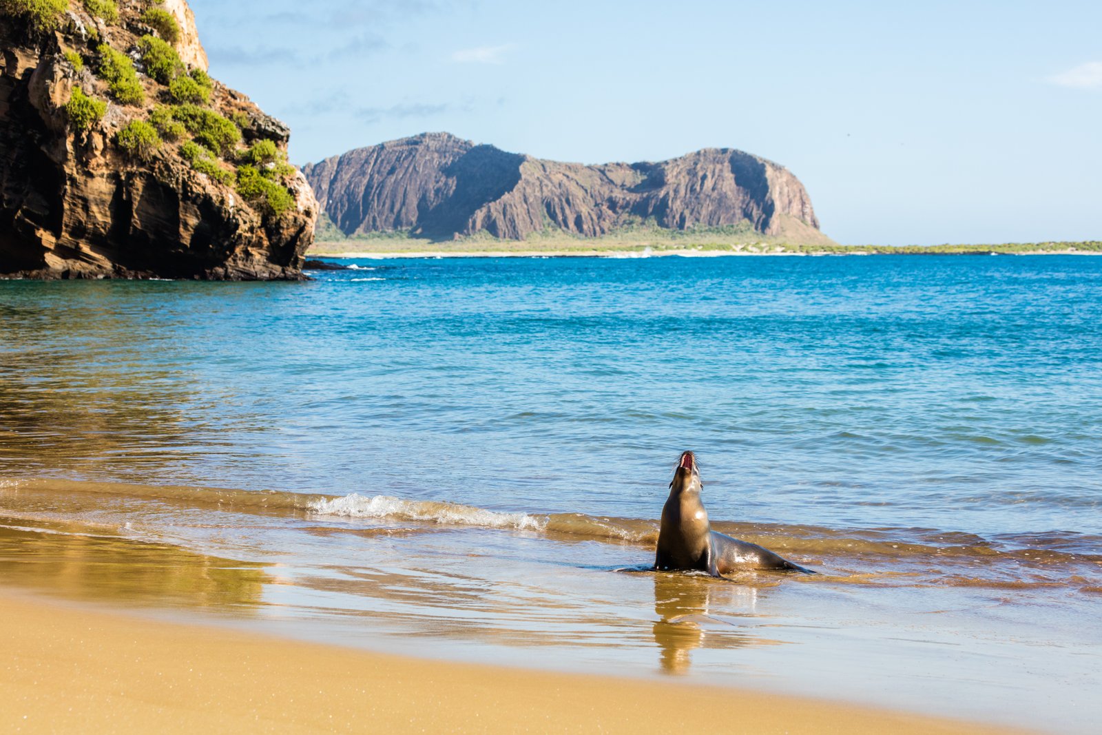 Galápagos sea lion (Zalophus wollebaeki) in Punta Pitt, San Cristóbal Island, Galápagos Islands, Ecuador. | Galapagos Islands in Ecuador