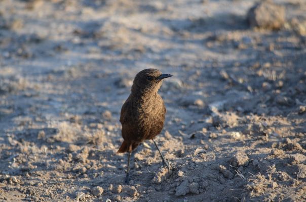 A female Ant-eating Chat at Central Kalahari Game Reserve, Botswana. | Central Kalahari Game Reserve in Botswana