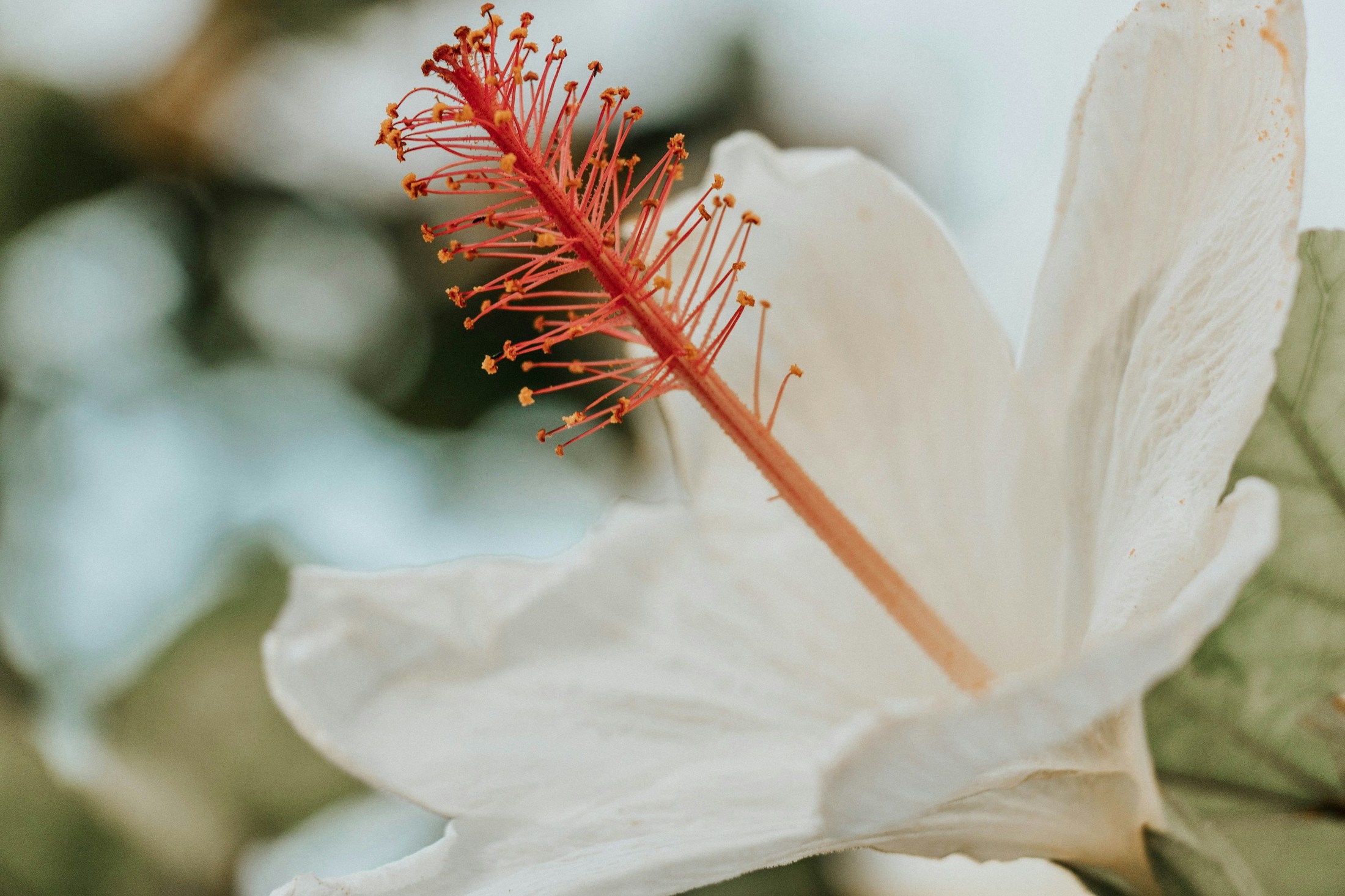 The smell of Hawaii 2.0 | Maui in United States