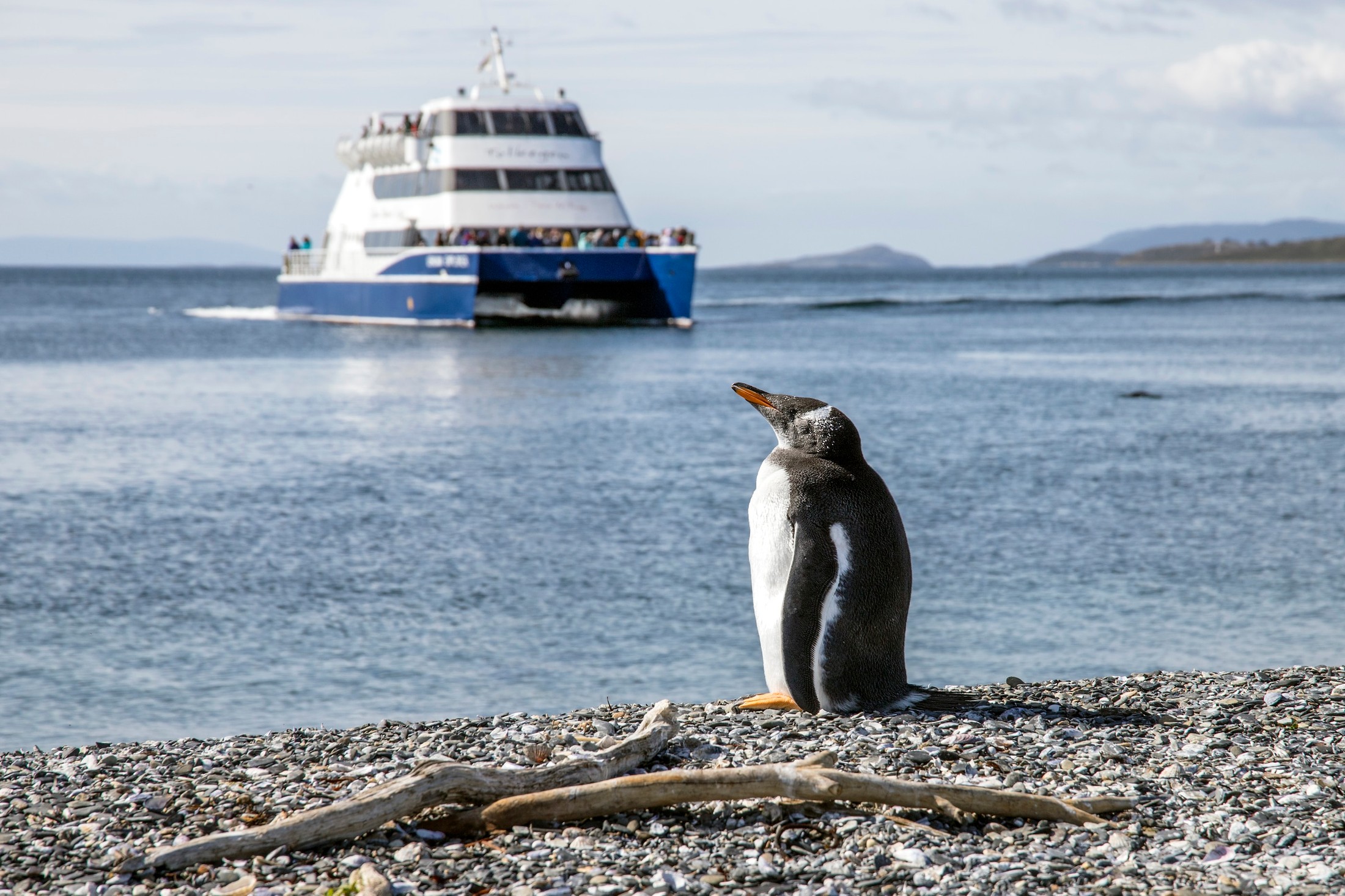 At Ushuaia there is this island called Isla Martillo, and it’s only residents are penguins. I just had to visit this penguin island but of course I’m not the only tourist who wants to do that. And as you can see the next boat full with tourists is already in the background on it’s way. So feeling embarrassed I’m one of the many tourists disturbing the penguins habitat I noticed that the penguins still are very capable of enjoying their lifes. This little fellow for example didn’t mind all the attention and ignored everybody. | Ushuaia in Argentina