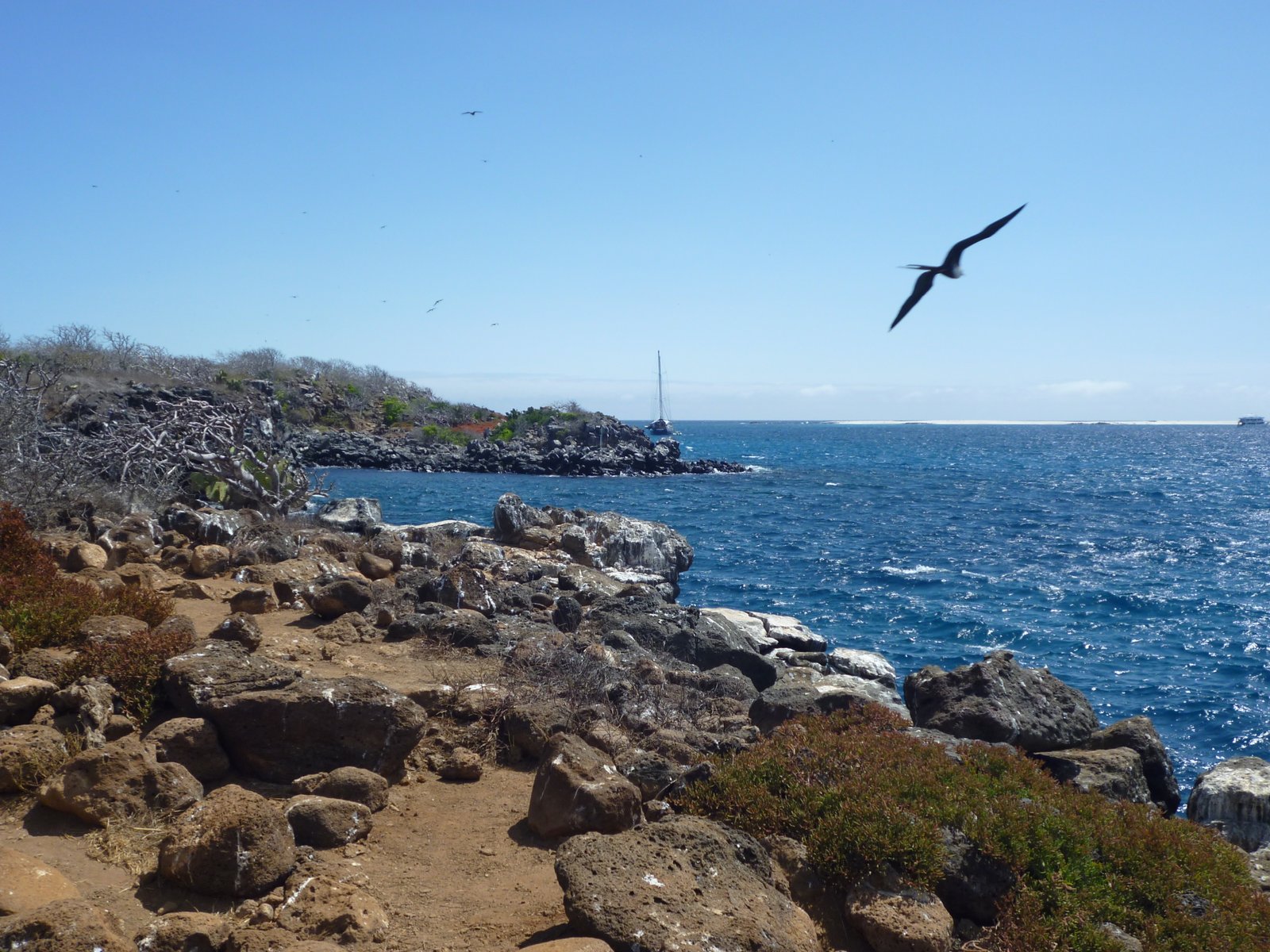 Costa del norte de la isla de Seymour en los Galápagos, con un ave volando en un cielo azulado. | Galapagos Islands in Ecuador