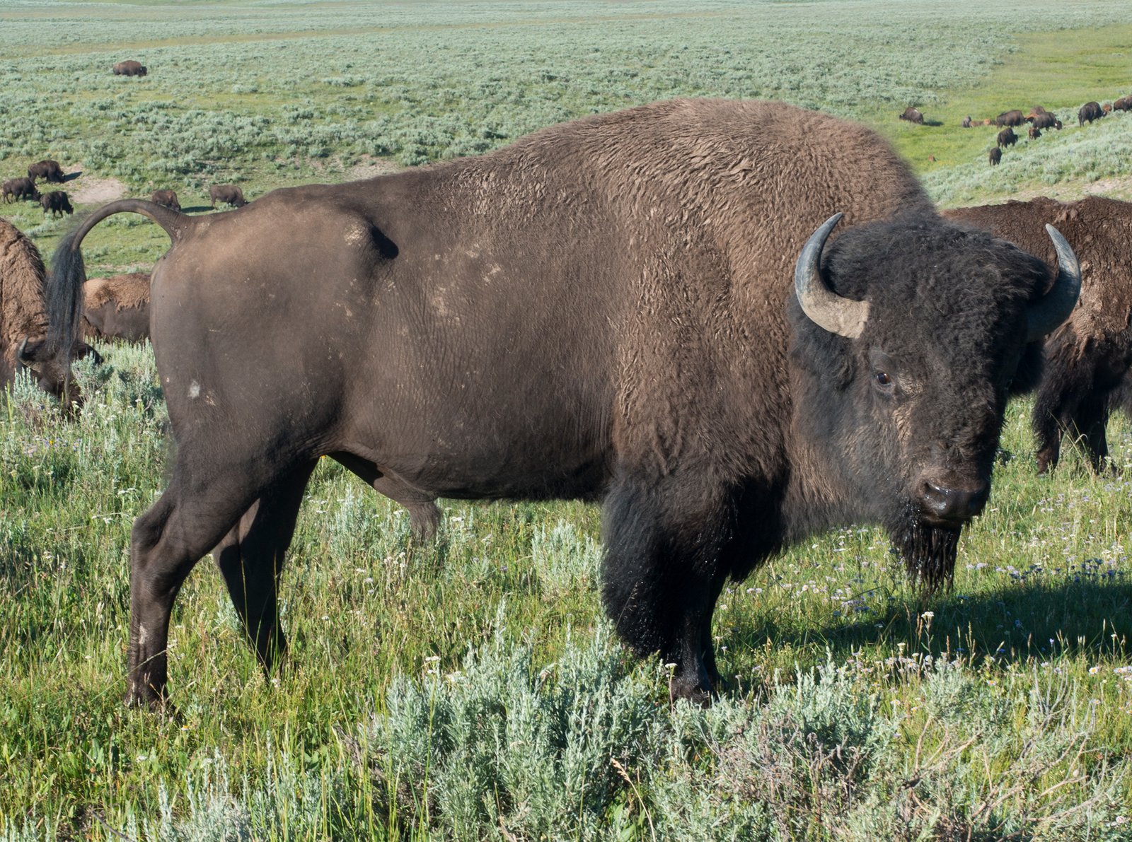 Bison (Bison bison) | Yellowstone National Park in United States