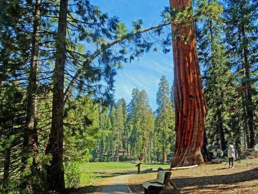 Image of Sequoia National Park in United States