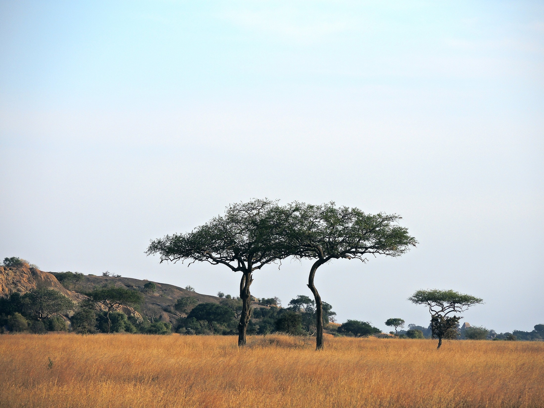 Tanzania (Serengeti National Park) Twin Flat-Top Acacia trees | Serengeti National Park in Tanzania