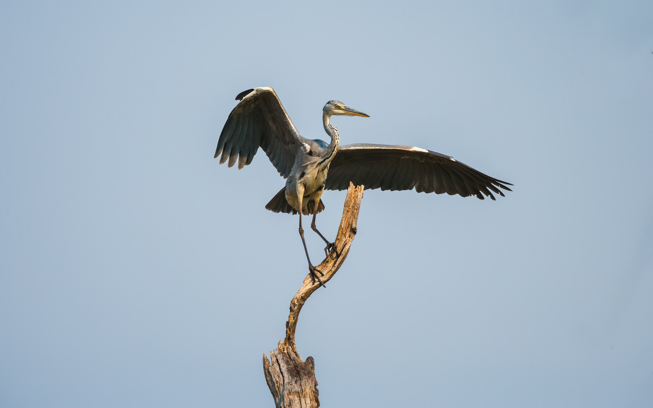 Grey heron (Ardea cinerea) landing on a branch of a dead tree | Chobe National Park in Botswana