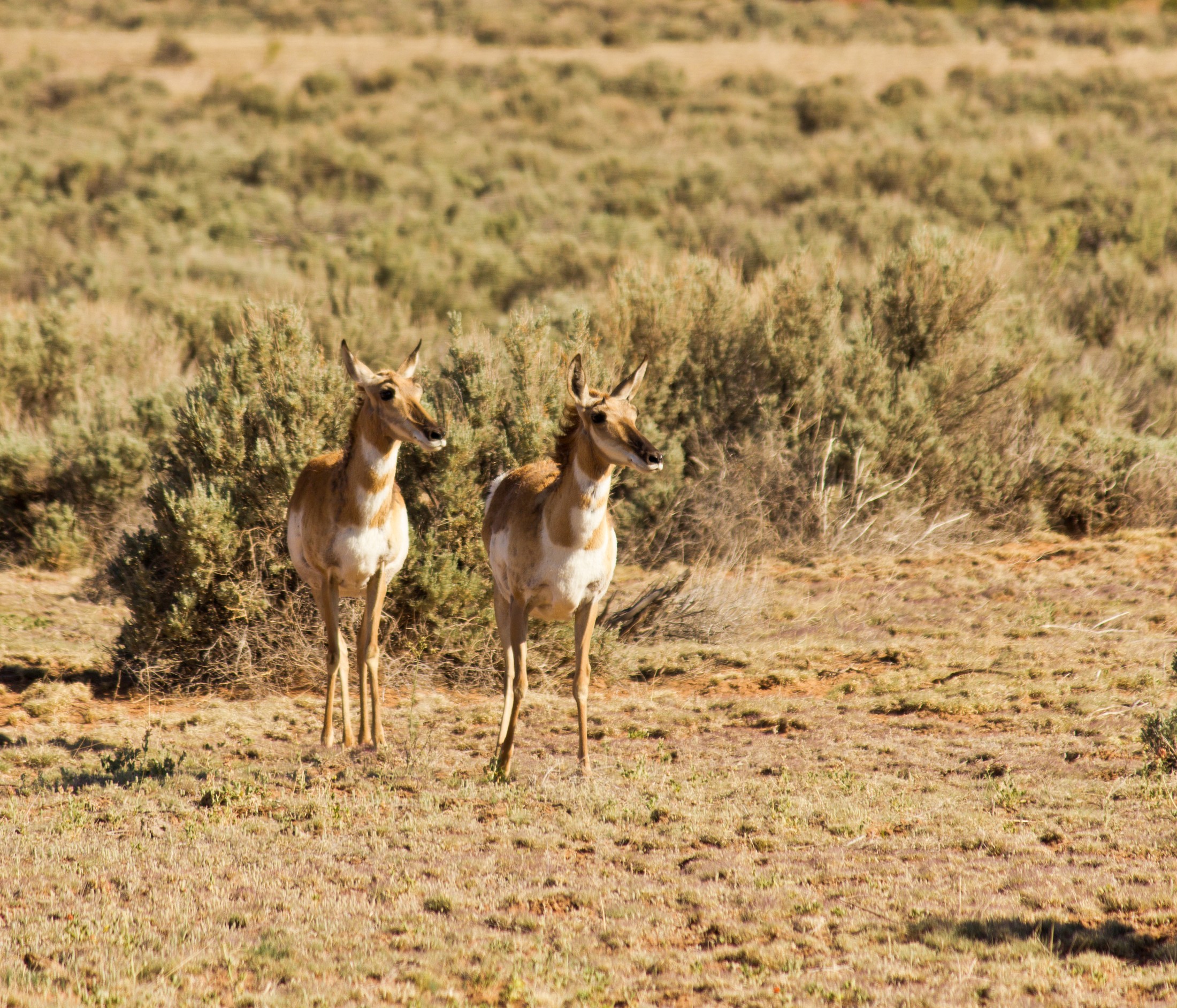 The pronghorn is a species of mammal located in the interior western and central North America. Canyonlands, Utah. | Canyonlands National Park in United States