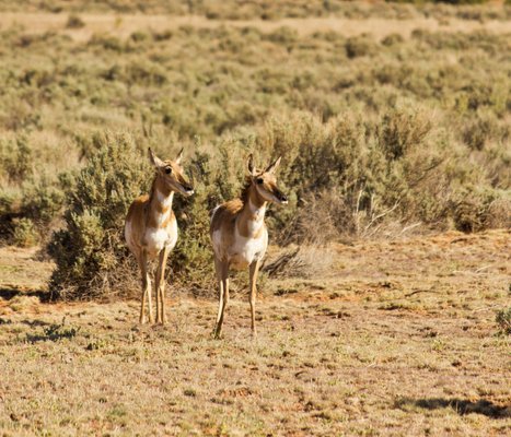 The pronghorn is a species of mammal located in the interior western and central North America. Canyonlands, Utah. | Canyonlands National Park in United States