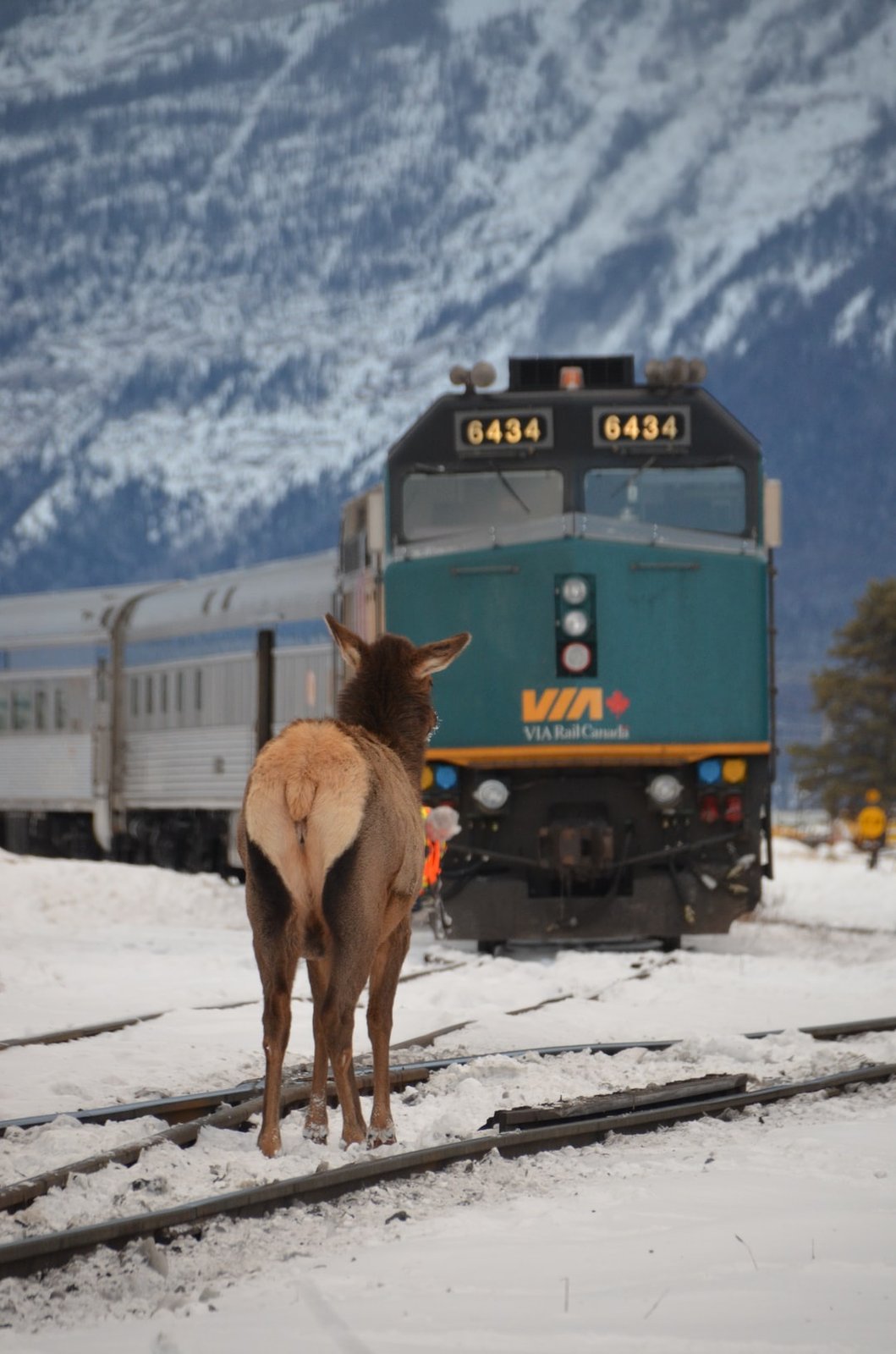 Thou shall not pass. | Jasper National Park in Canada