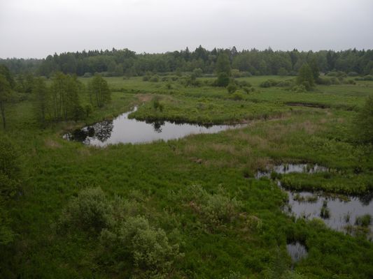 Białowieża National Park