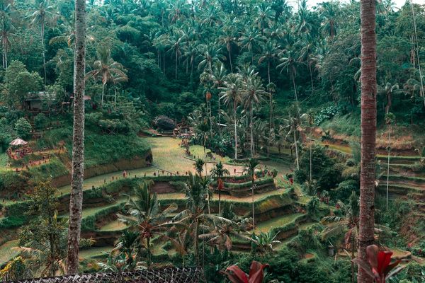 Rice Fields in Bali | Ubud in Indonesia