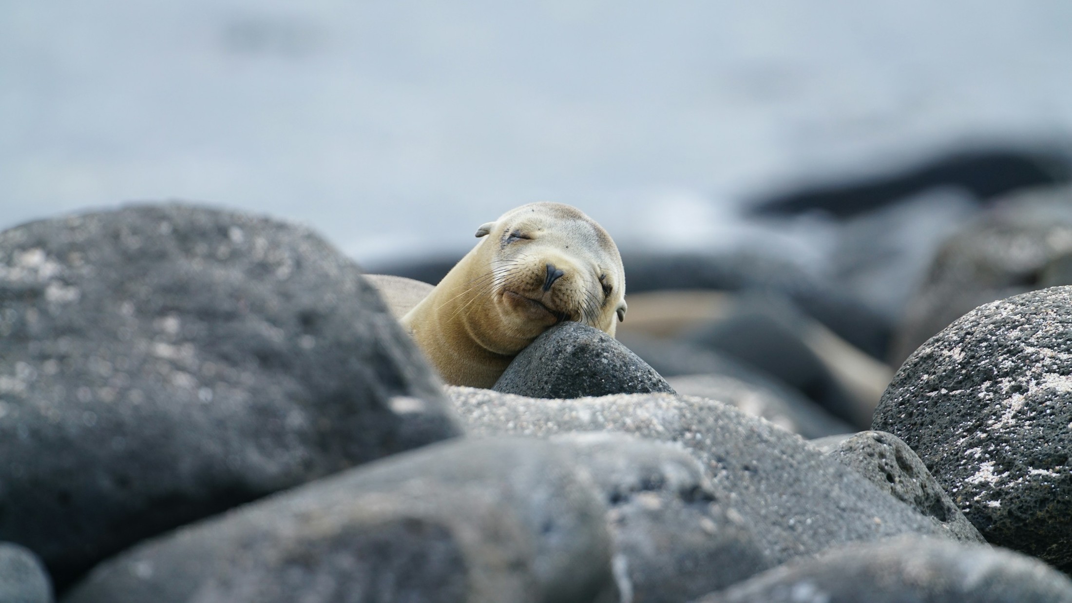 Image of Galapagos Islands in Ecuador