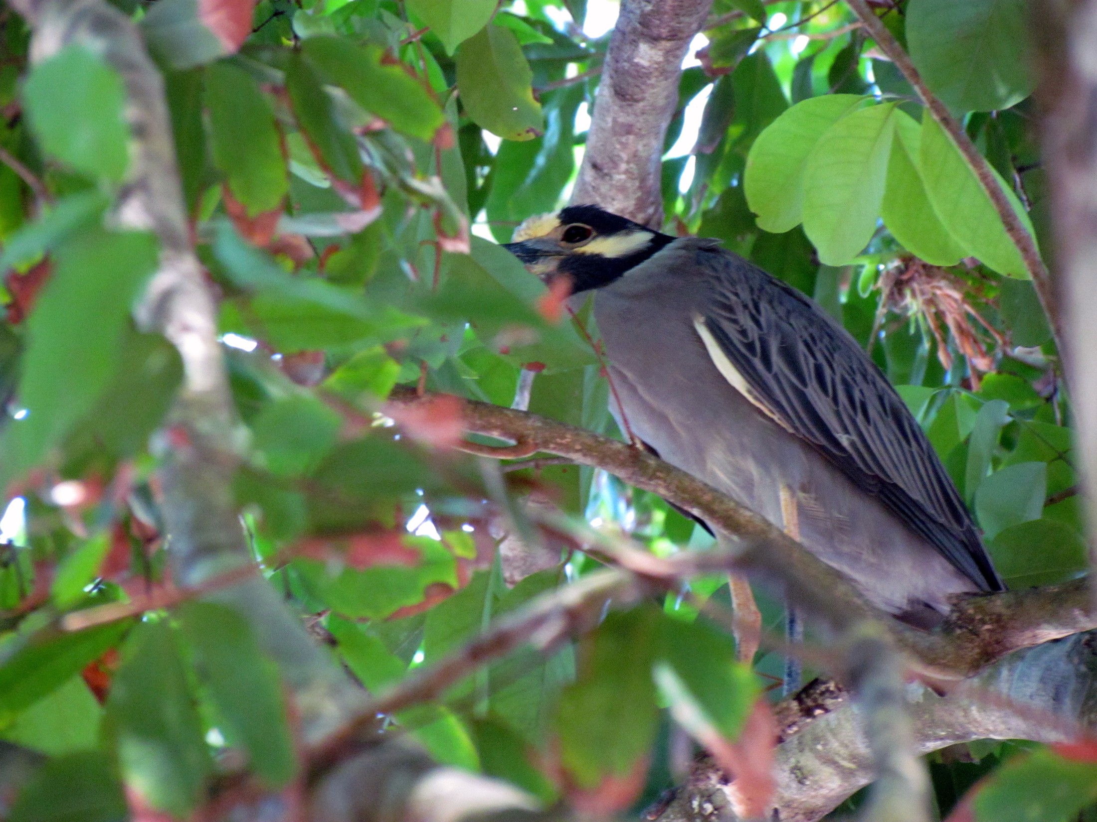 Manuel Antonio National Park - Parque Nacional Manuel Antonio - Costa Rica | Manuel Antonio National Park in Costa Rica