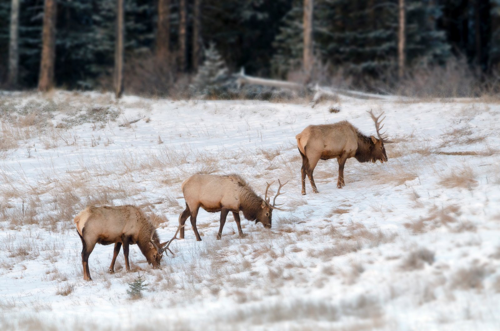 Elk bulls in late autumn, Banff National Park, Canada | Banff National Park in Canada