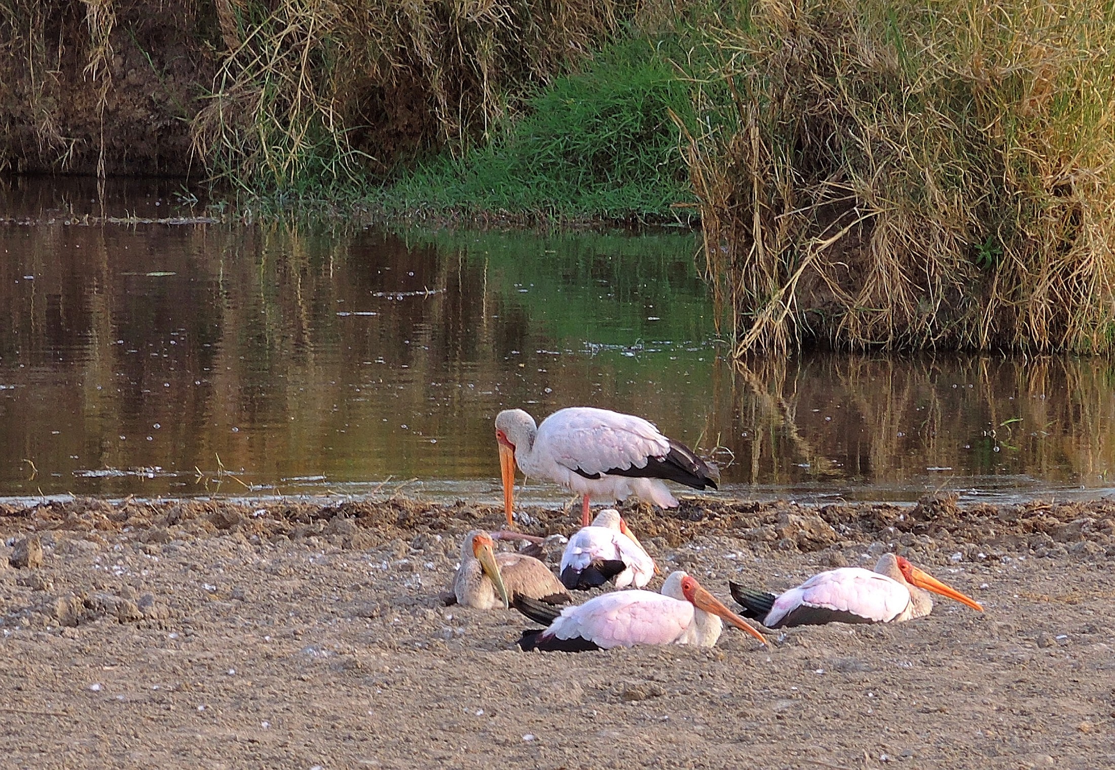 Tanzania (Serengeti National Park) Resting yellow-billed storks | Serengeti National Park in Tanzania