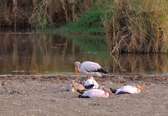 Tanzania (Serengeti National Park) Resting yellow-billed storks | Serengeti National Park in Tanzania