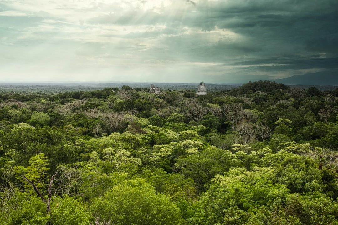 Panoramic view of Tikal National Park Peten from Temple IV | Tikal National Park in Guatemala