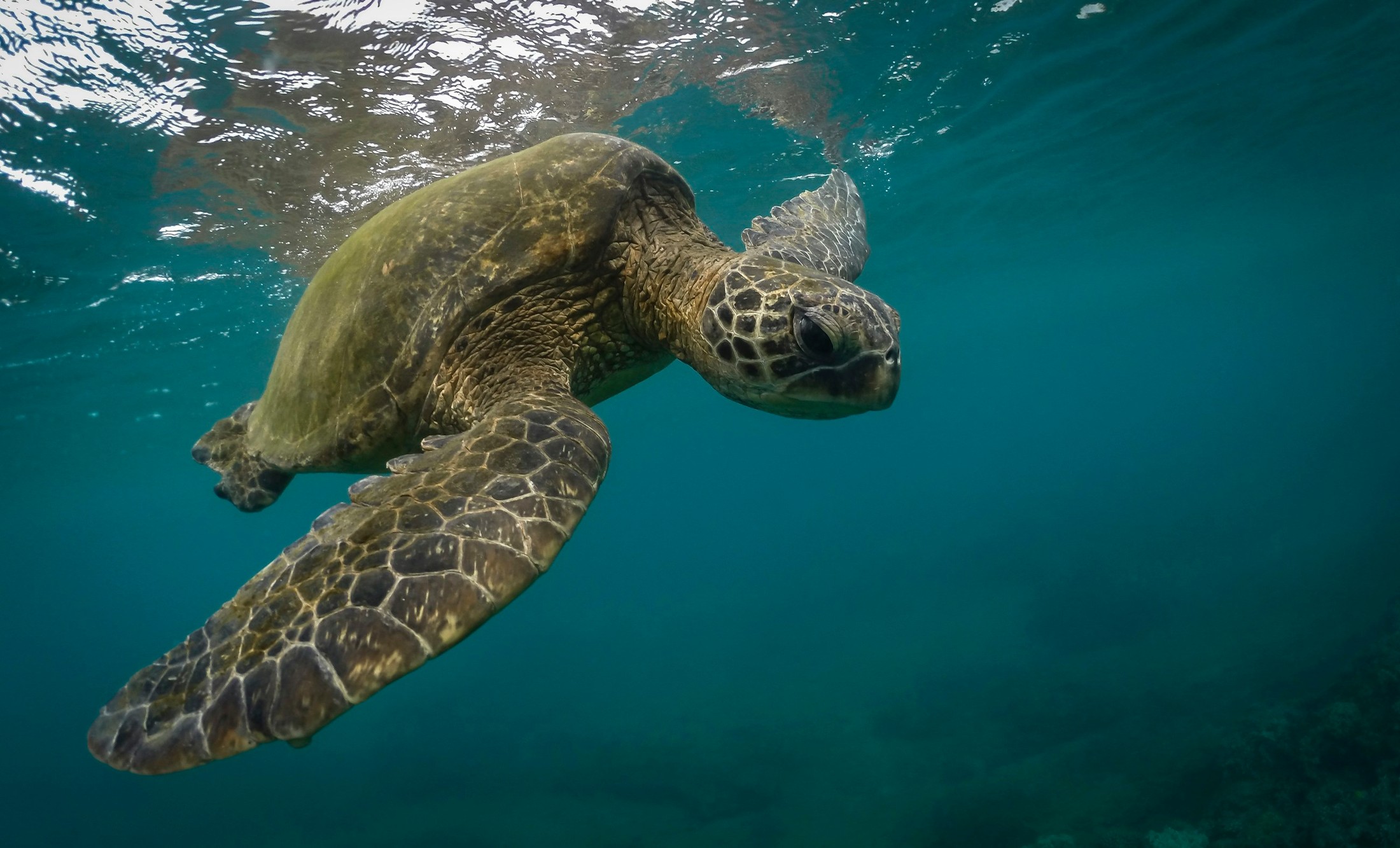 Image of Maui in United States