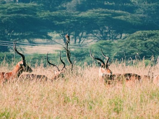 Under the Sun | Nairobi National Park in Kenya
