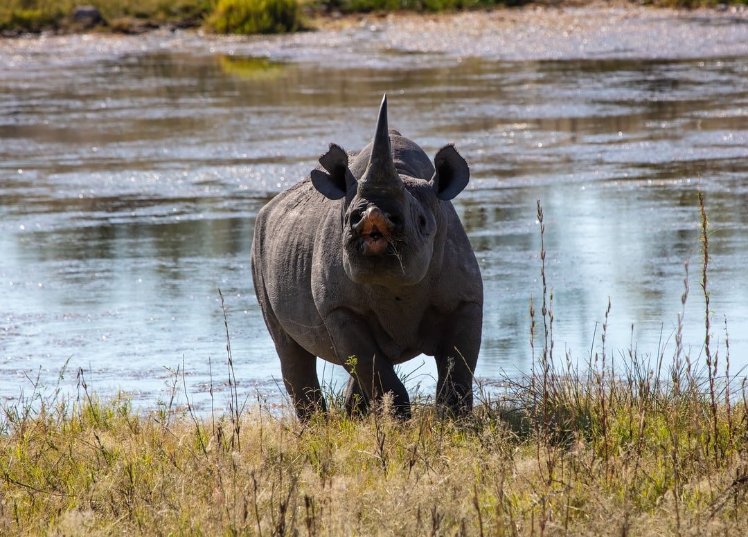 Image of Etosha National Park in Namibia