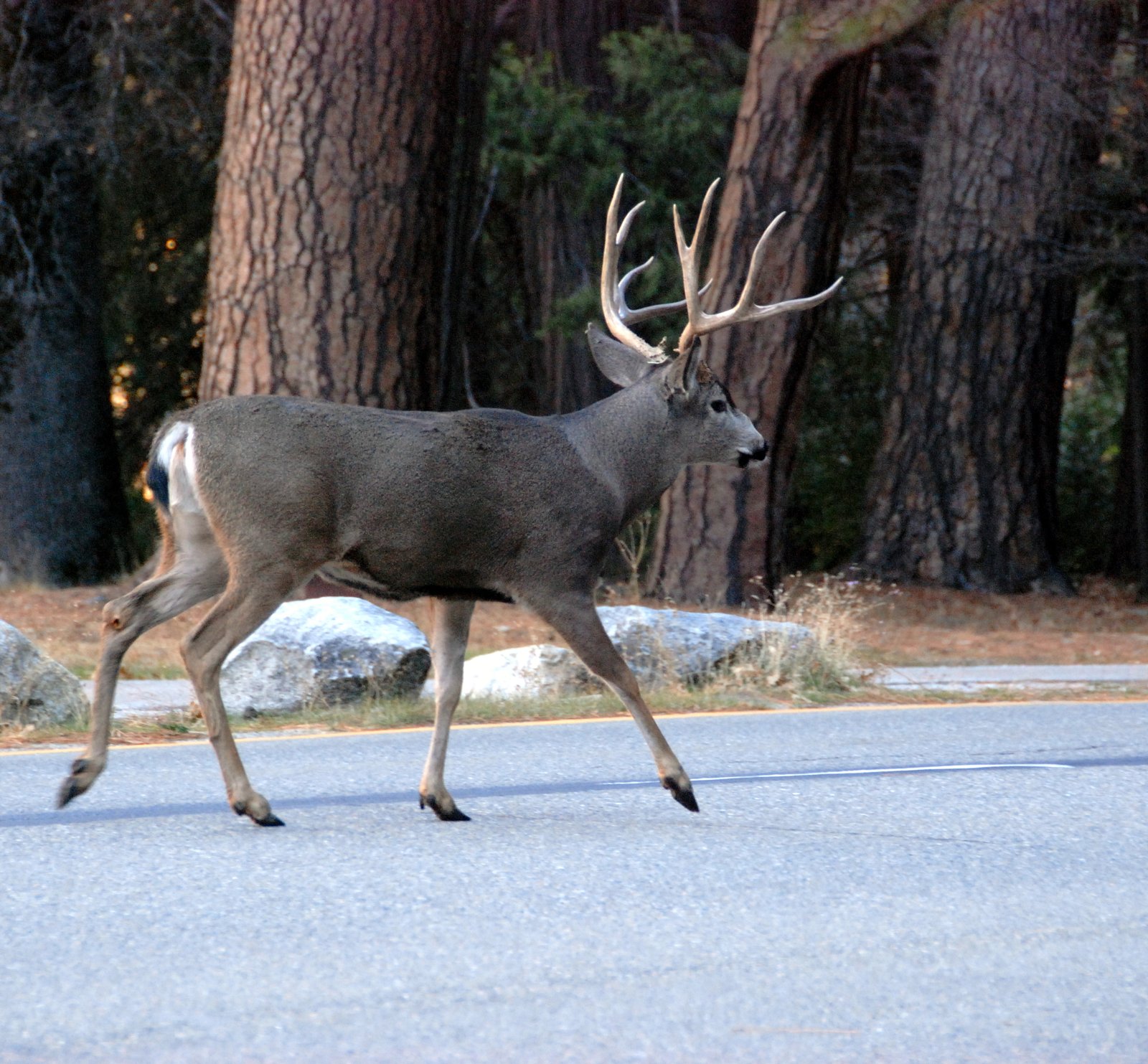 Mule deer on Yosemite Valley floor | Yosemite National Park in United States
