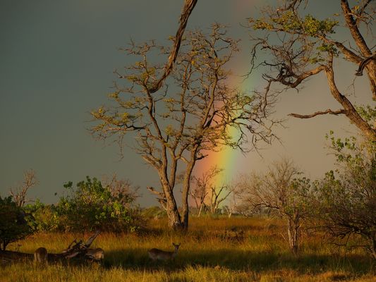 Okavangodelta Xakanaxa rainy weather | Moremi Game Reserve in Botswana