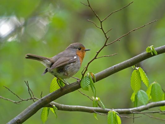 Białowieża National Park