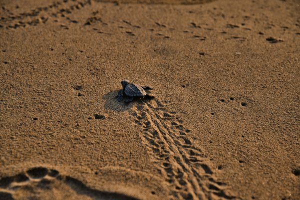 Image of Tortuguero National Park in Costa Rica