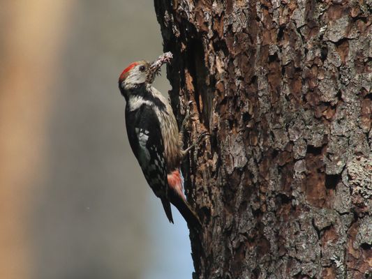 Białowieża National Park