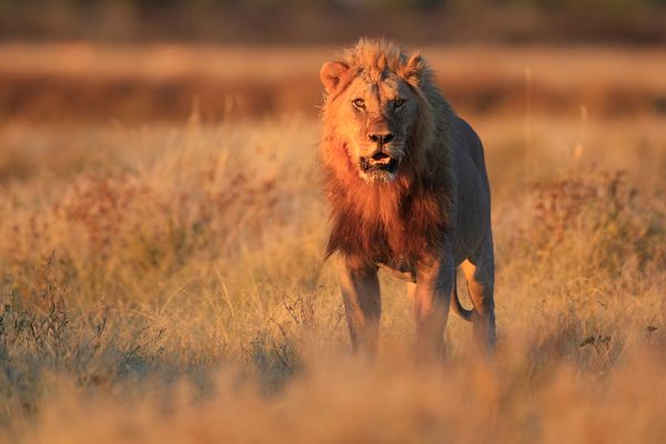 Image of Best national Parks in Africa - Safari Dreams