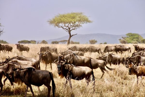 herd of wildebeest | Serengeti National Park in Tanzania