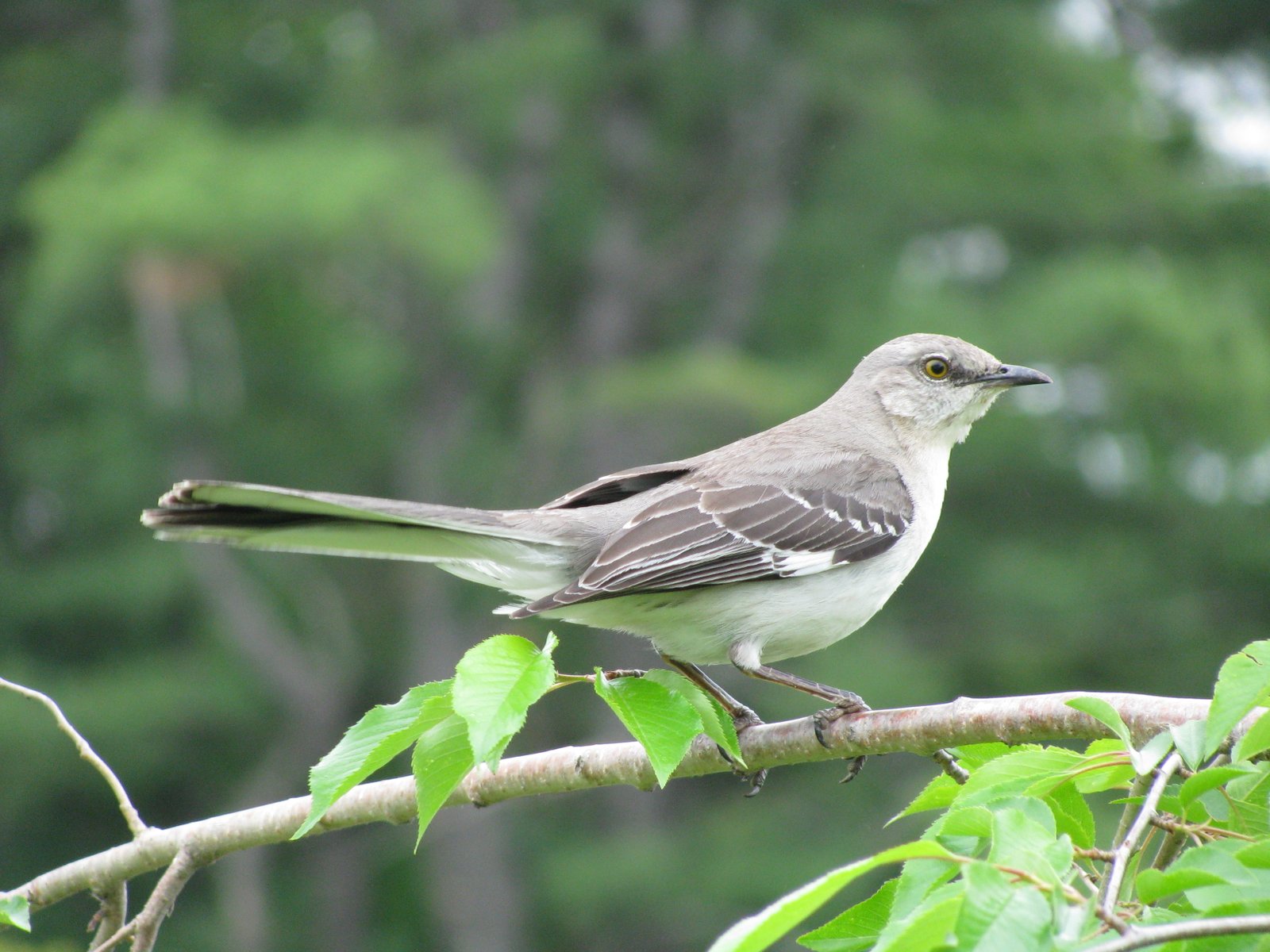 An adult Mimus polyglottos en    (commonly known as a Northern Mockingbird) perching on a Weeping cherry tree in New Hampshire. | Oaxaca in Mexico