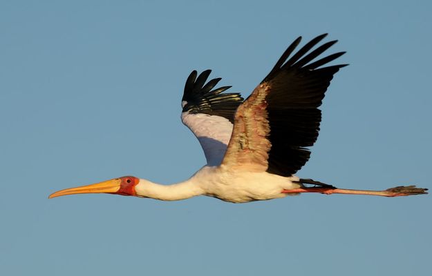 Friendly fly-by | Chobe National Park in Botswana