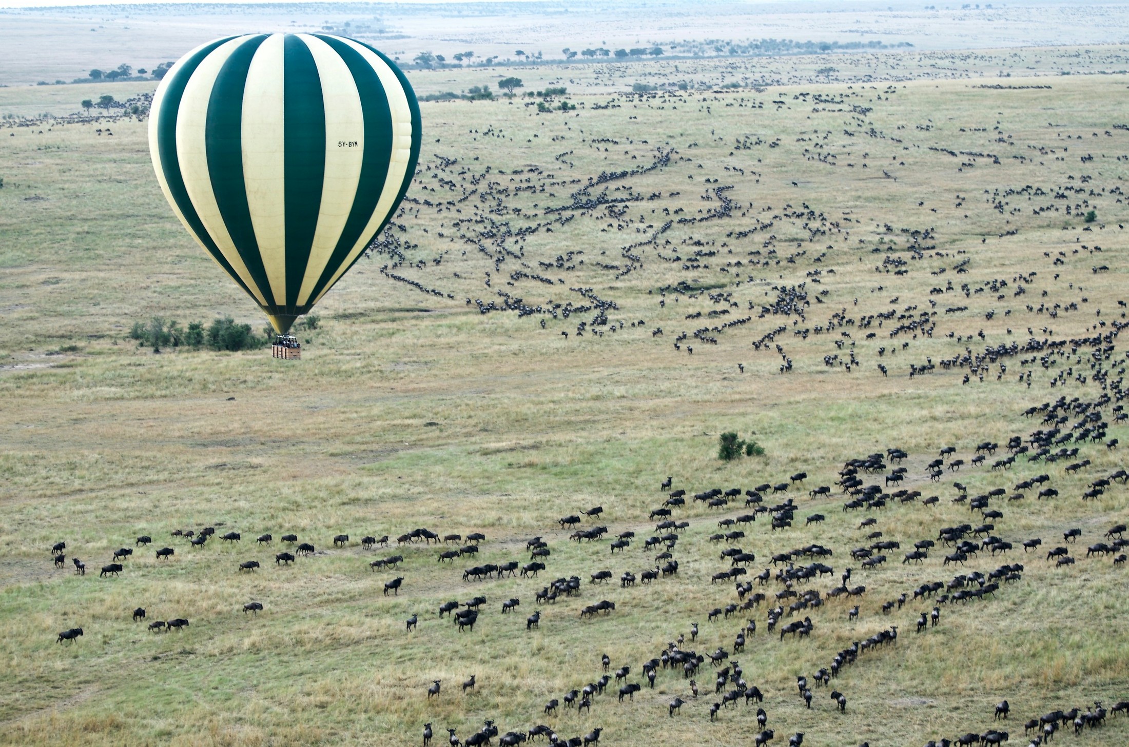 I took this photo from our hot air balloon of another hot air balloon flying over thousands of wildebeest over the Masai Mara in Kenya. | Maasai Mara National Reserve in Kenya
