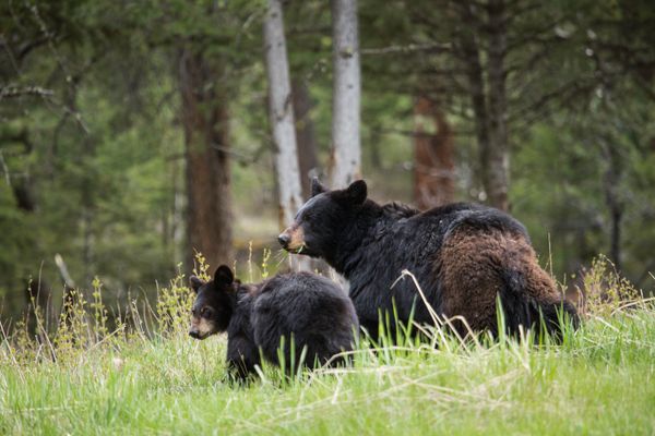 Black bear sow with cub near Tower Fall;
Neal Herbert;
May 2015;
Catalog #20108d;

Origianl #ndh-yell-7658 | Yellowstone National Park in United States
