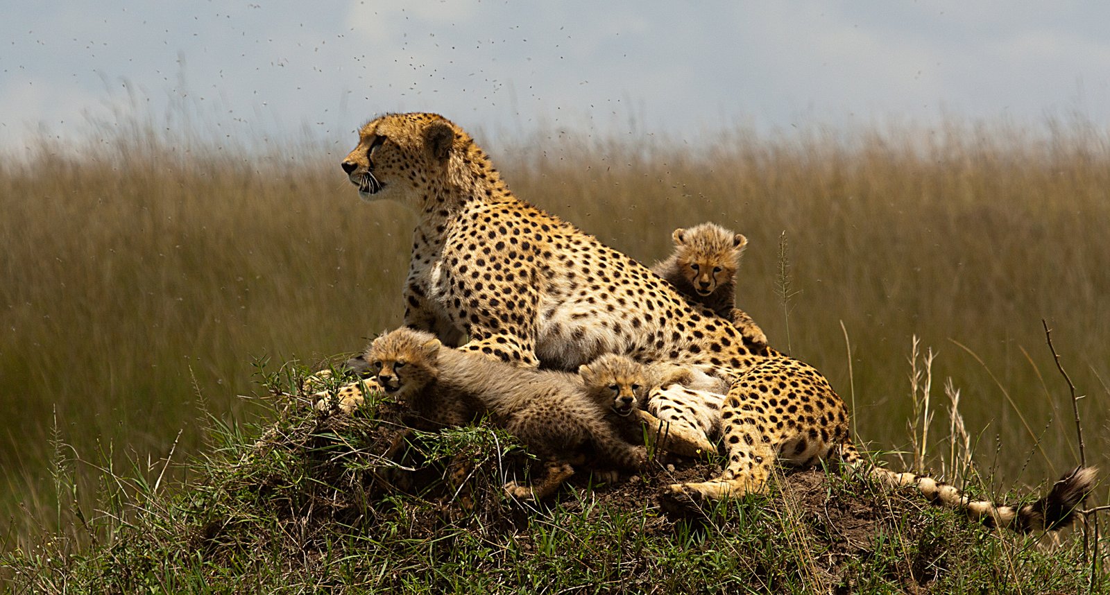 Cheetah with cubs | Maasai Mara National Reserve in Kenya