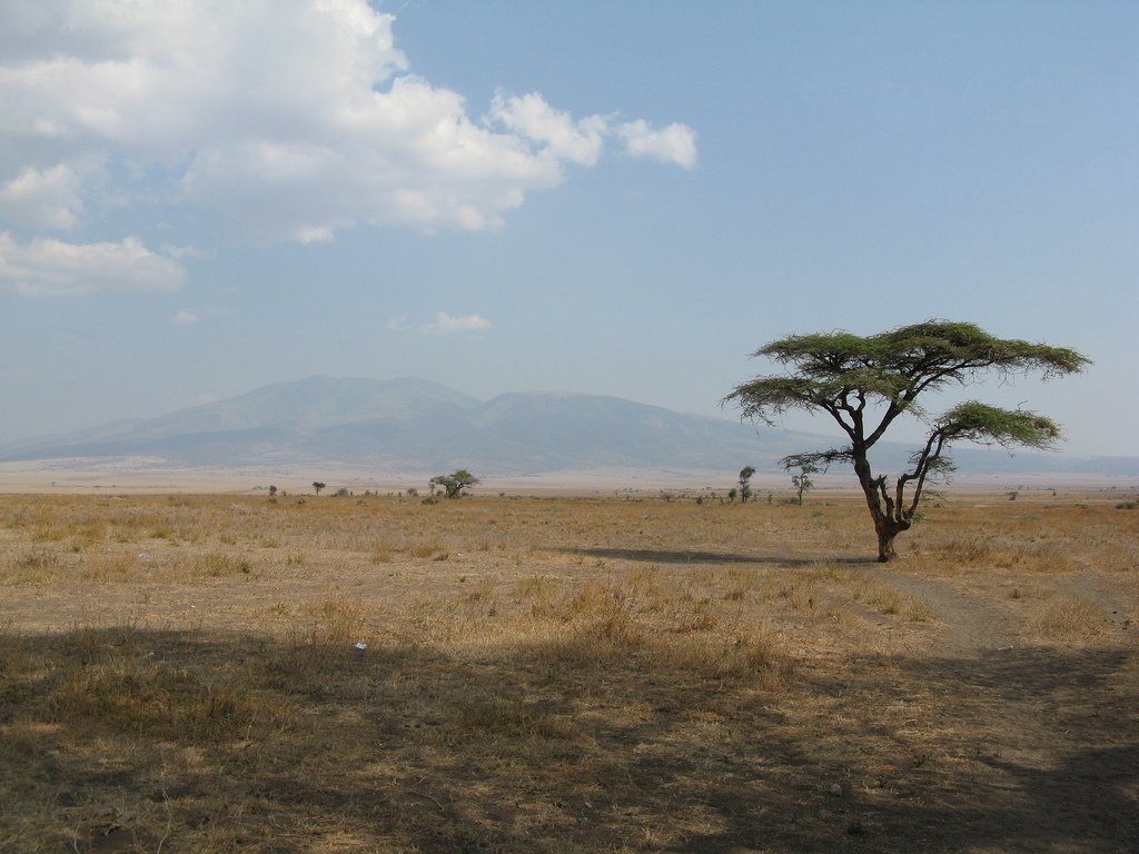 Serengetisletta i Tanzania. | Serengeti National Park in Tanzania